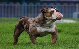 Olde English Bulldogge dogs for sale: Olde English Bulldog puppies - Image 31