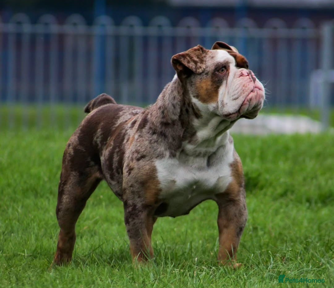 Olde English Bulldogge dogs for sale: Olde English Bulldog puppies - Image 31