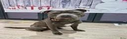 Staffordshire Bull Terrier dogs for stud: FOR STUD – Blue Staffordshire Bull Terrier. in Morecambe - Advert 11