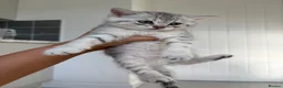 British Shorthair cats for sale: Silver Tabby British Shorthair male kittens in Brentwood - Advert 7