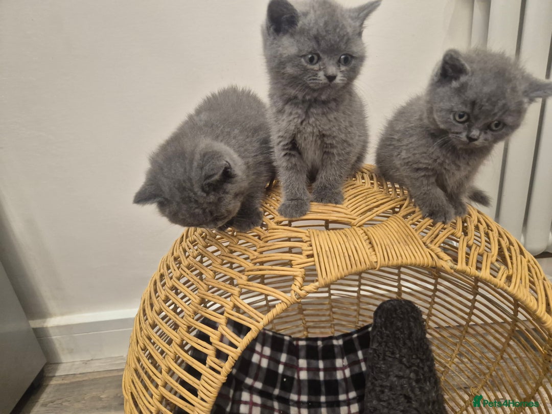 British Shorthair cats for sale: 1 Female British short-hair kitten LEFT  - Image 13