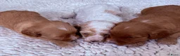 Australian Labradoodle dogs for sale: Australian labradoodles  in Brackley - Advert 5