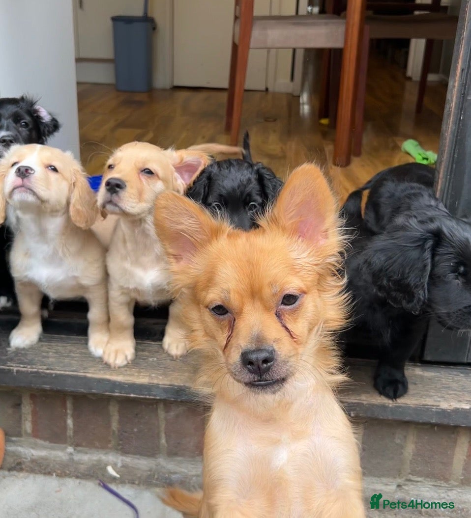 Mixed Breed dogs Stunning French bulldog/Pomeranian x Cocker  - Advert 6