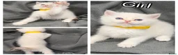 British Shorthair cats for sale: ✨Golden British Shorthair kittens ✨ - Advert 7