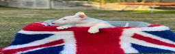 English Bull Terrier dogs for sale: 1 boy 1 girl top quality  - Advert 6