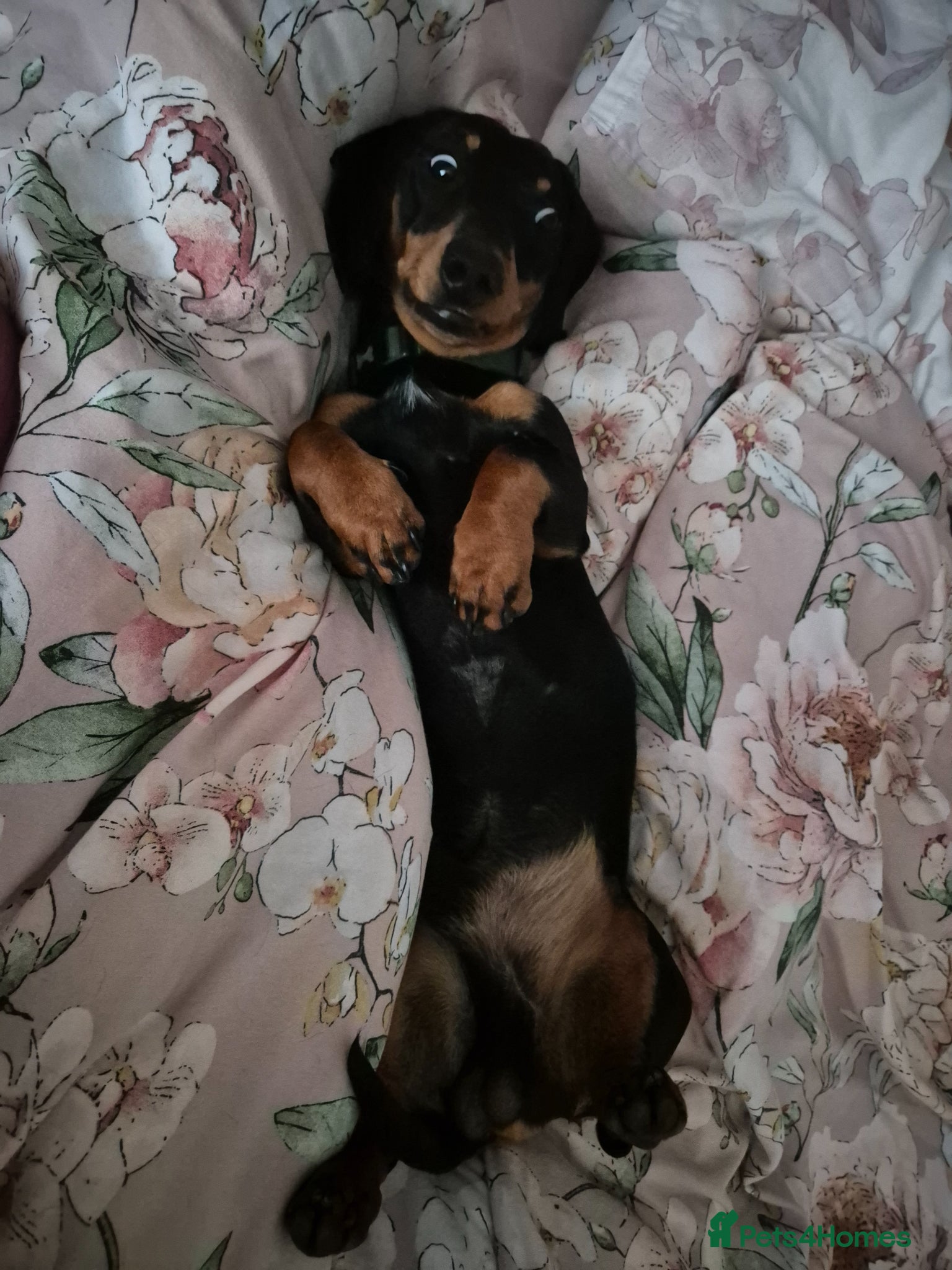Miniature Dachshund dogs for stud: Miniature Dachshund black and Tan - Advert 5