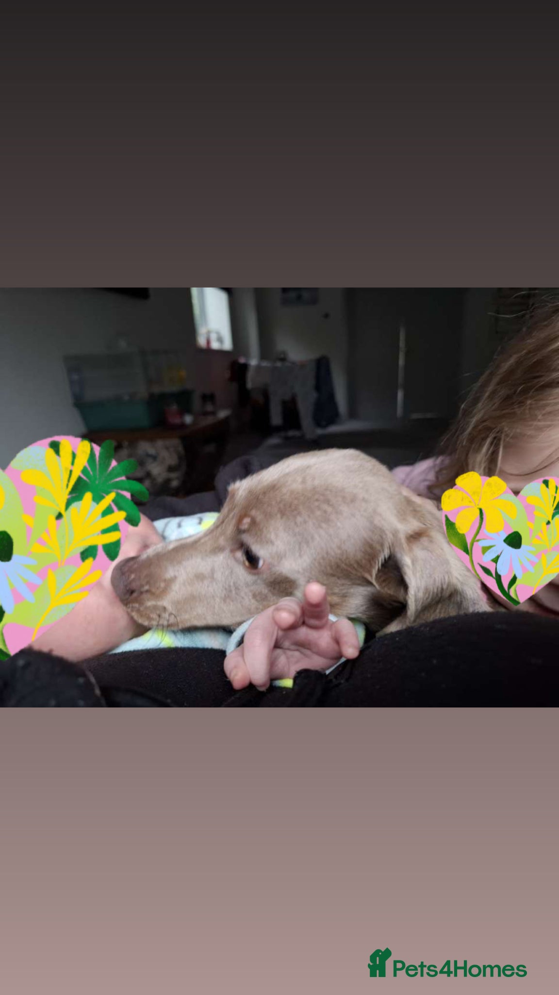 Miniature Dachshund dogs for sale: Beautiful Bonnie (Isabel and tan)  - Advert 3