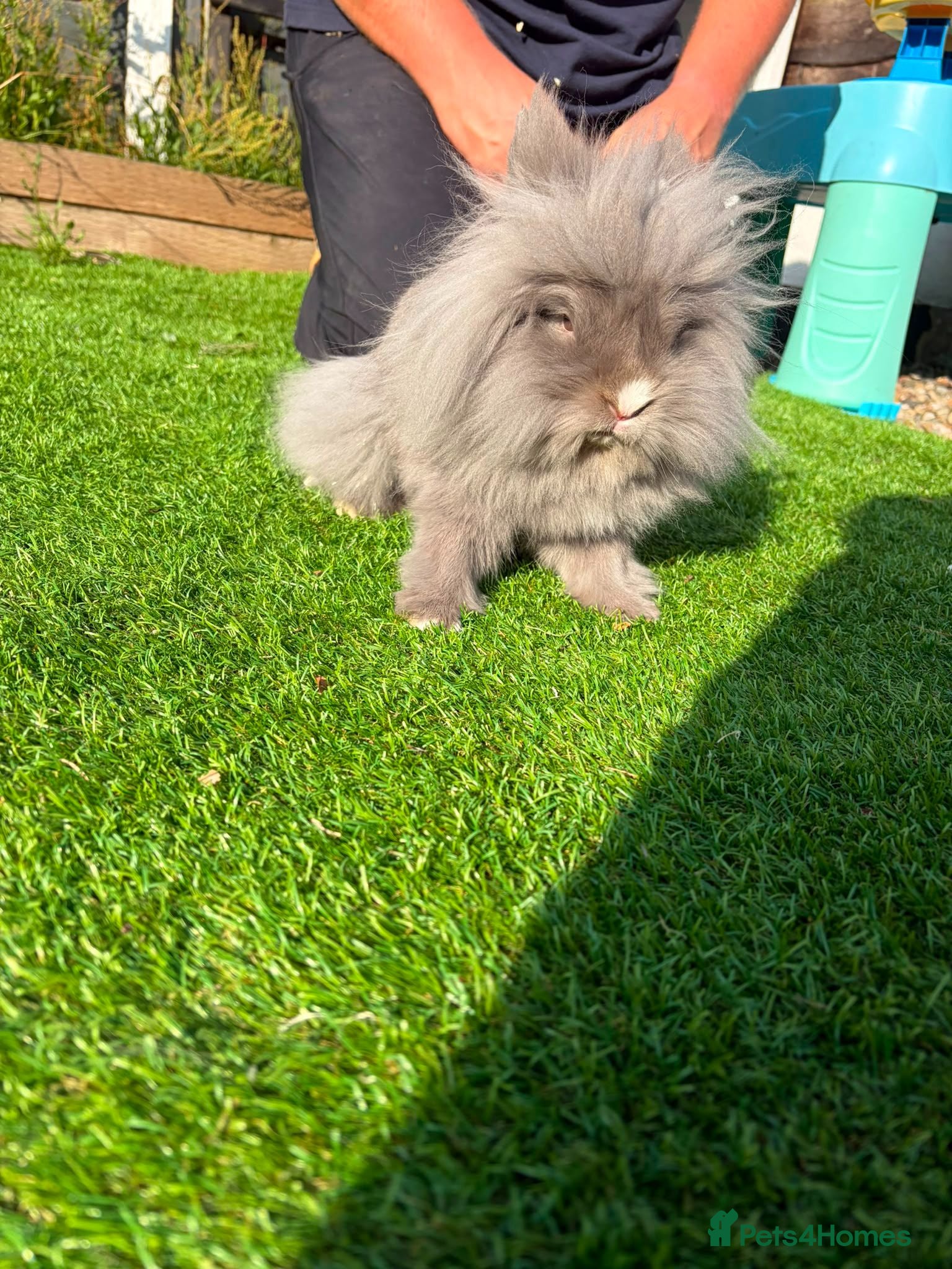 Lionhead rabbits 2x Double Mane Lionhead Rabbits - Advert 1
