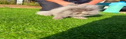 Lionhead rabbits for sale: 2x Double Mane Lionhead Rabbits - Advert 1