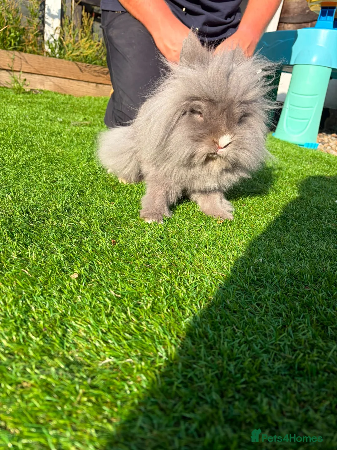 Lionhead rabbits for sale: 2x Double Mane Lionhead Rabbits - Advert 1