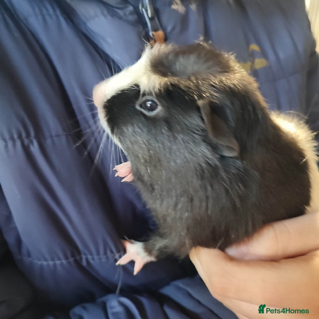 Guinea Pig rodents for sale: Guinea pigs for sale  - Advert 17