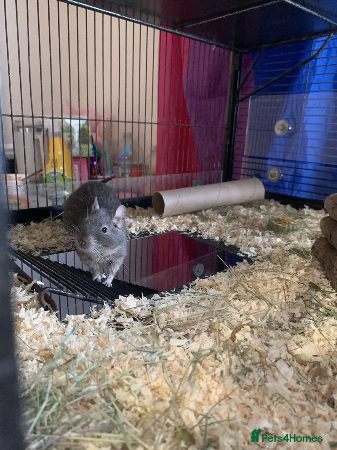 Degus rodents for sale: 2 Male Degus - Advert 10