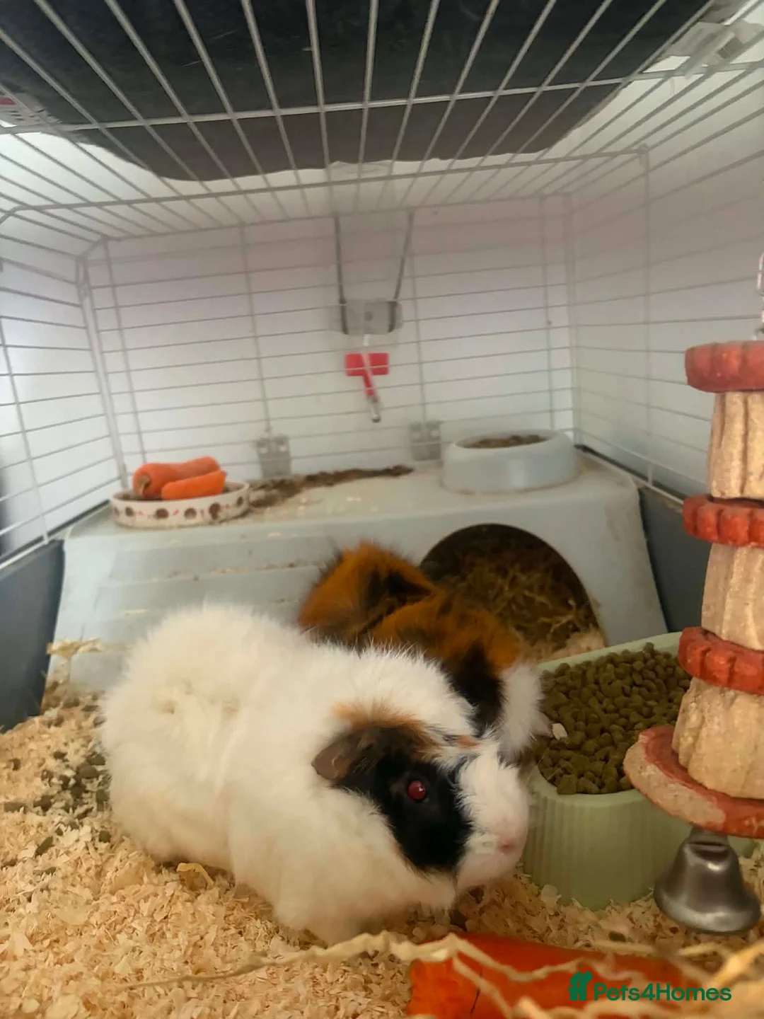 Guinea Pig rodents for sale: 2 Male guineu pigs (FREE) in Walsall - Advert 2