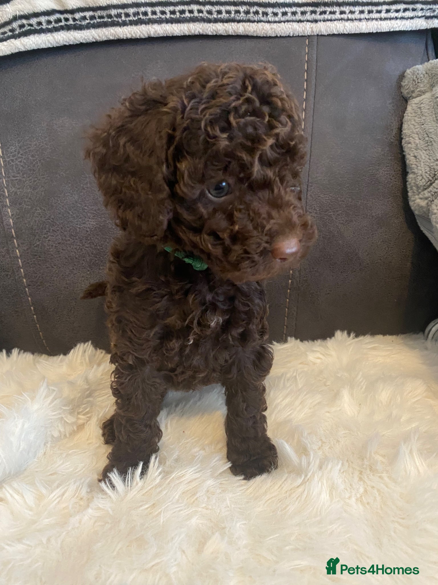 Cockapoo dogs Beautiful F1b cockapoos vaccines included - Advert 1