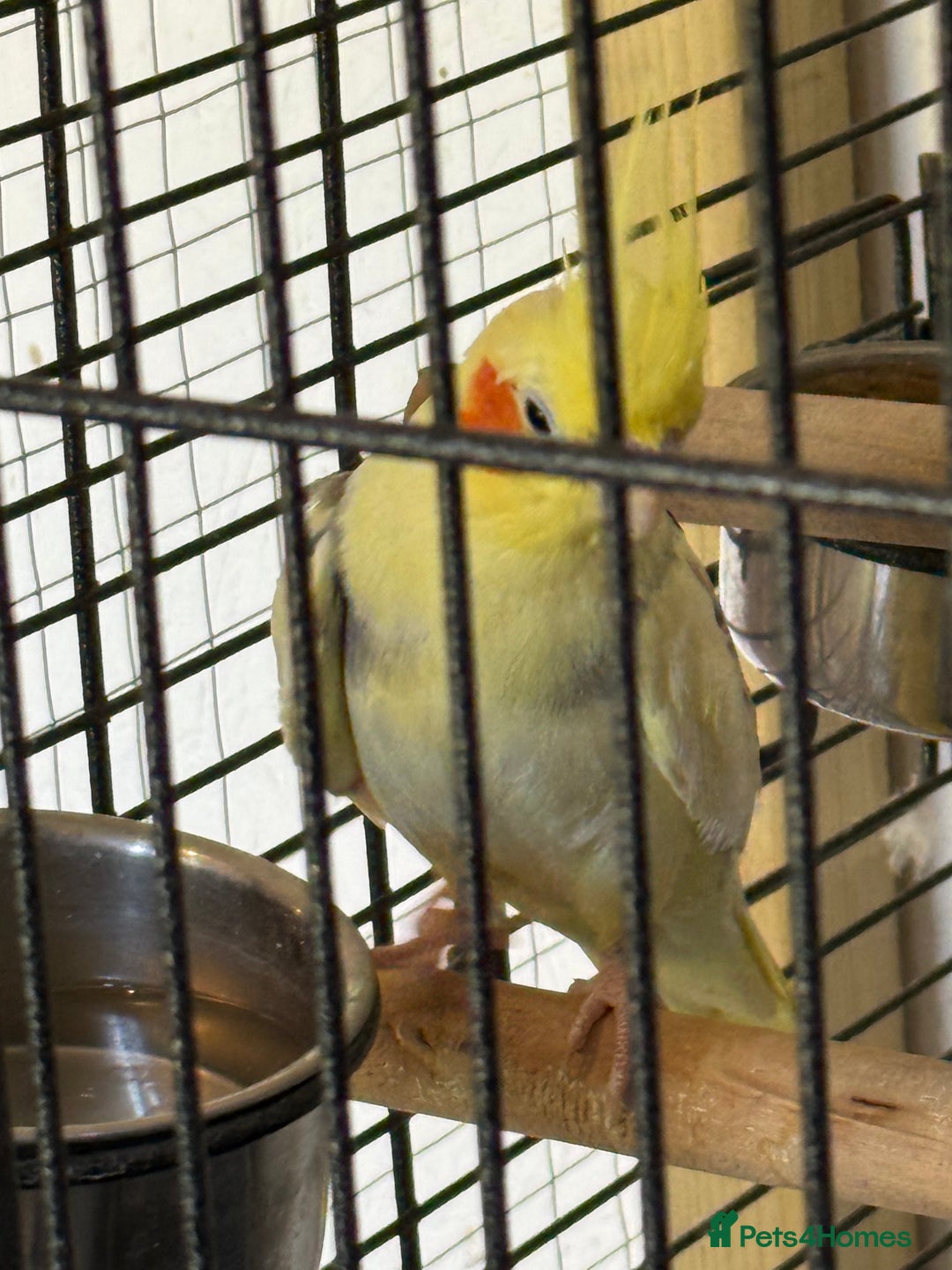 Cockatiels birds for sale: Boy cockatiel  - Image 4