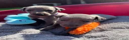 Whippet dogs for sale: Beautiful KC Registered Blue Whippet Puppies - Advert 5