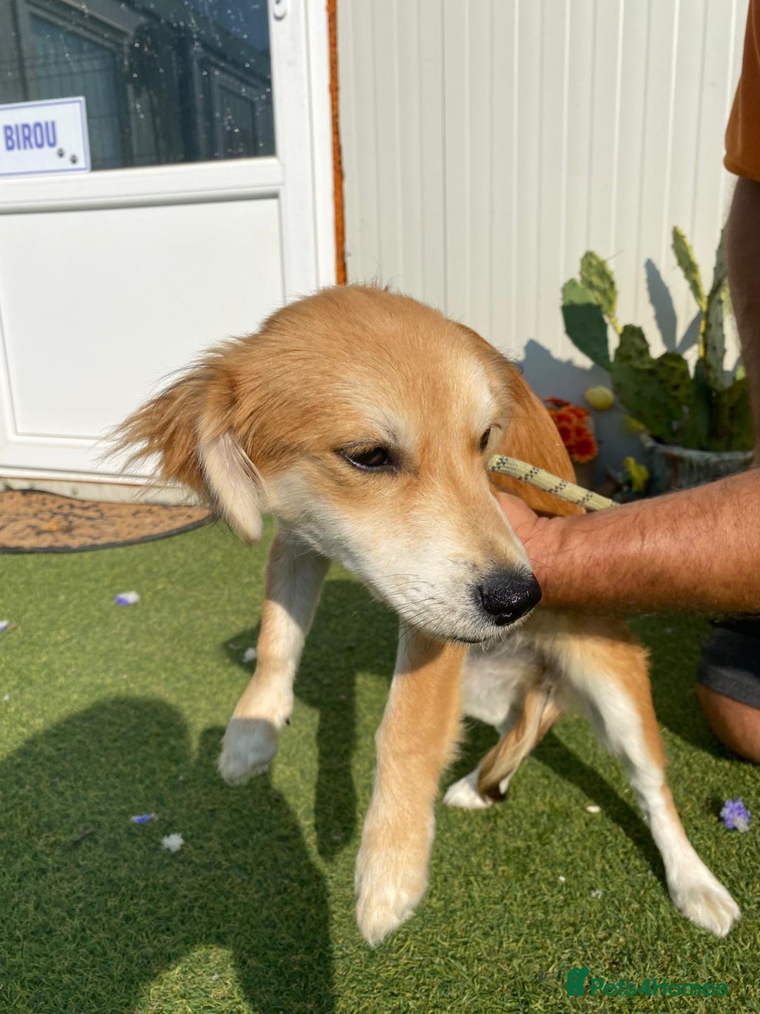 Mixed Breed dogs for adoption: Meet LOLA, a Lovely Puppy Girl - for a Loving Home - Image 1