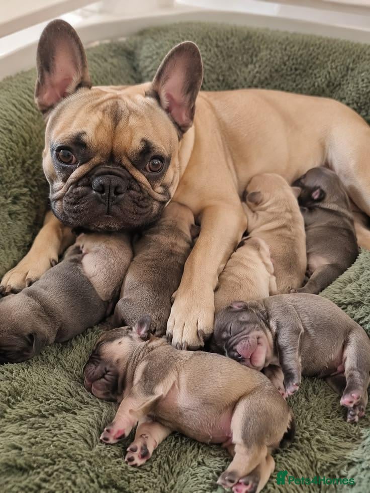French Bulldog dogs French Bulldog puppies for adoption - Advert 2