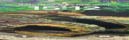 Axolotl reptiles for sale: 5 month old Axolotls in Glasgow - Advert 2