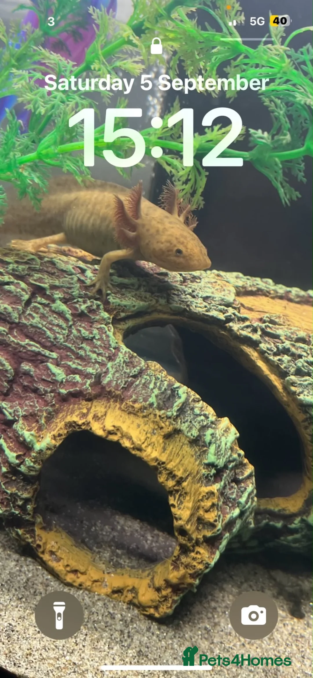 Axolotl reptiles for sale: 5 month old Axolotls in Glasgow - Advert 2