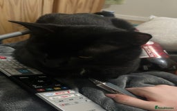 British Shorthair cats for sale: Looking for a good home  - Image 1