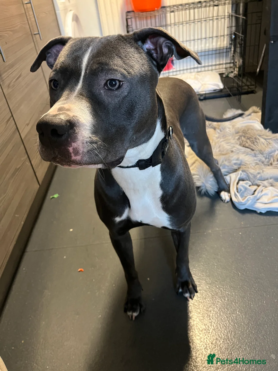 Mixed Breed dogs for sale: LOVING HOME NEEDED FOR "LULA" - Advert 3