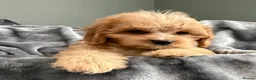 Cavapoo dogs for sale: EXCEPTIONAL EXTENSIVELY HEALTH TESTED BABIES - Advert 2