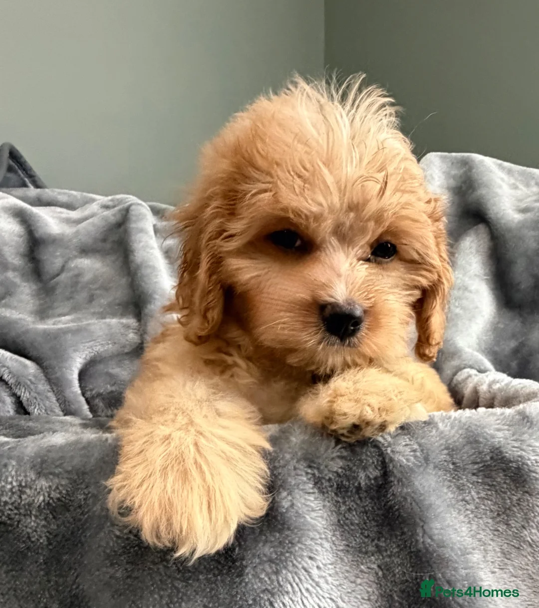 Cavapoo dogs for sale: EXCEPTIONAL EXTENSIVELY HEALTH TESTED BABIES - Advert 2