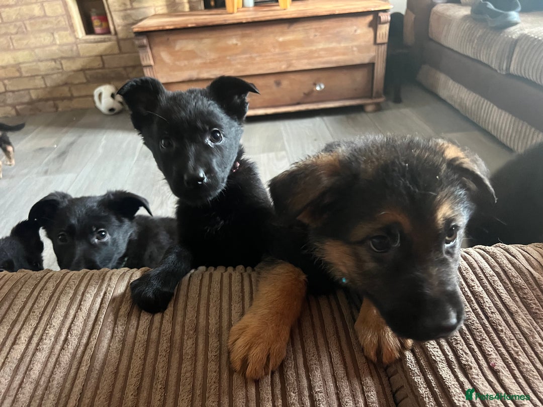 German Shepherd dogs for sale: German Shepherd puppies - Image 3