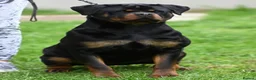 Rottweiler dogs for sale: Exceptional KC Pedigree Rottweilers - Advert 3