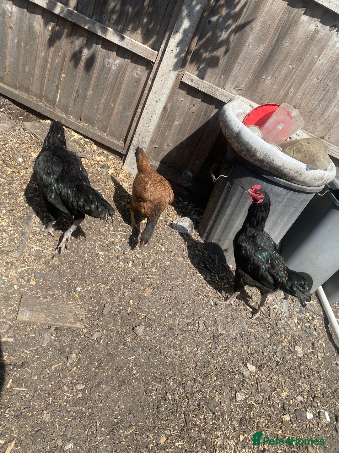 Chickens poultry for sale: Aseel cross cockerel, aseel hens & shamo hen in London - Image 12