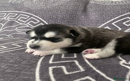 Siberian Husky dogs for sale: full-breed Siberian Husky Puppies  - Image 15