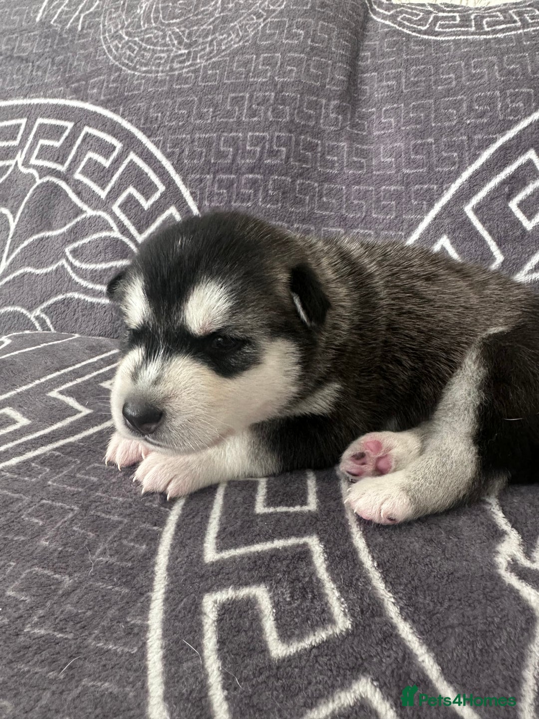 Siberian Husky dogs for sale: full-breed Siberian Husky Puppies  - Image 15