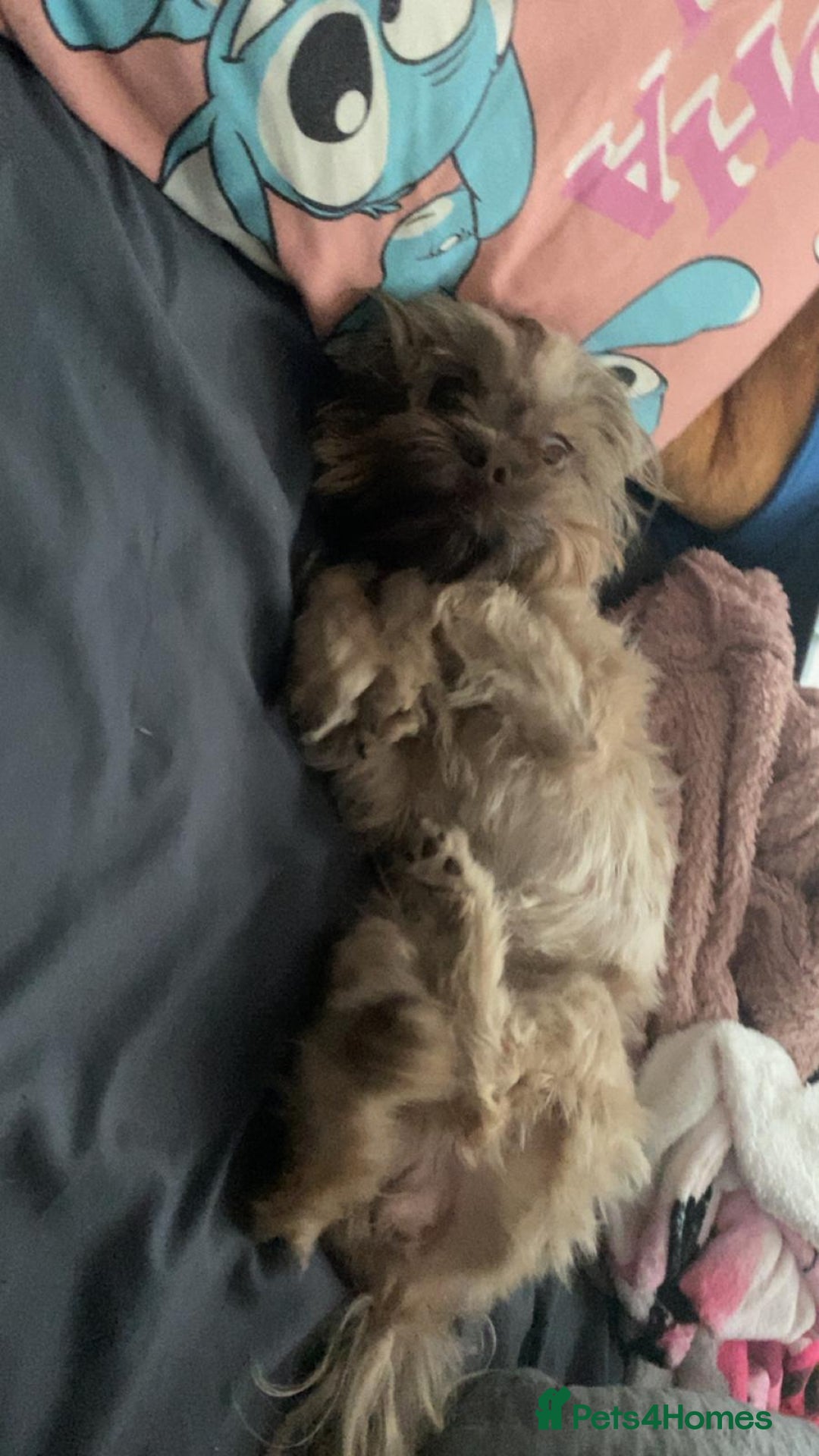 Malshi dogs for sale: Malshi - Advert 9