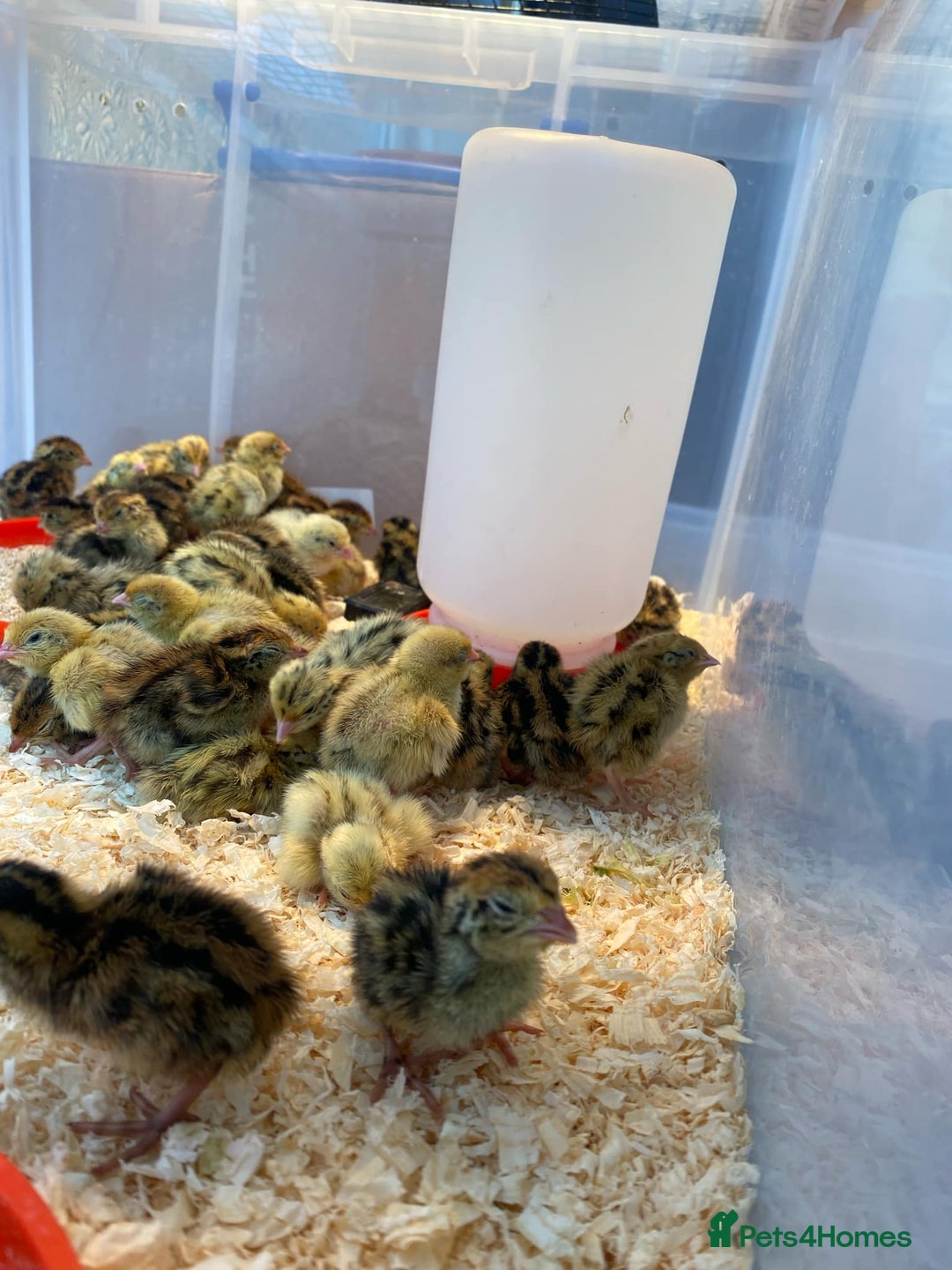 Quail poultry for sale: Japanese Jumbo Coturnix Quail Chicks - Image 6