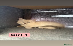 Ragdoll cats for sale: *stunning* litter of 7 ragdoll kittens  - Image 6