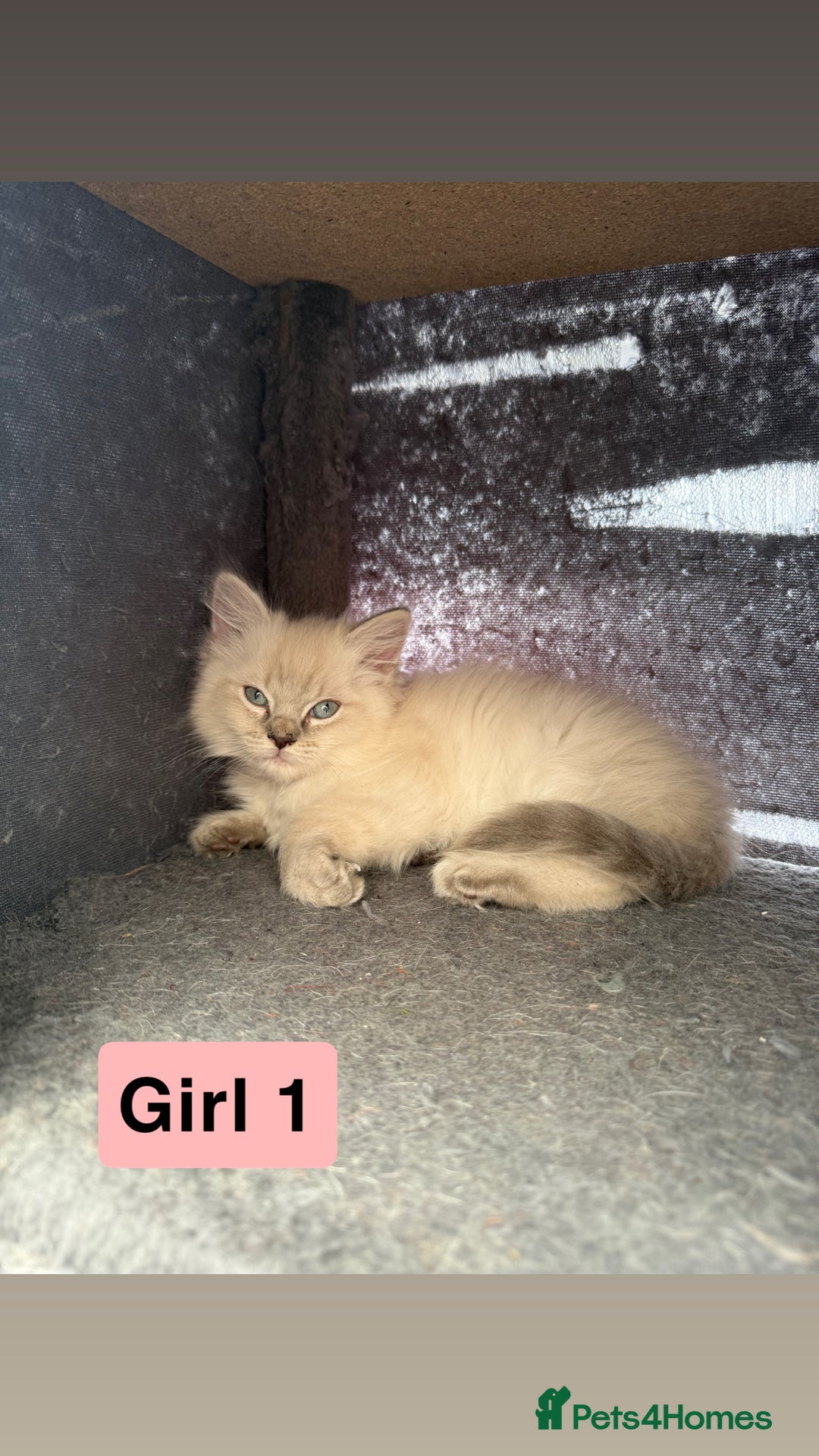Ragdoll cats for sale: *stunning* litter of 7 ragdoll kittens  - Image 6
