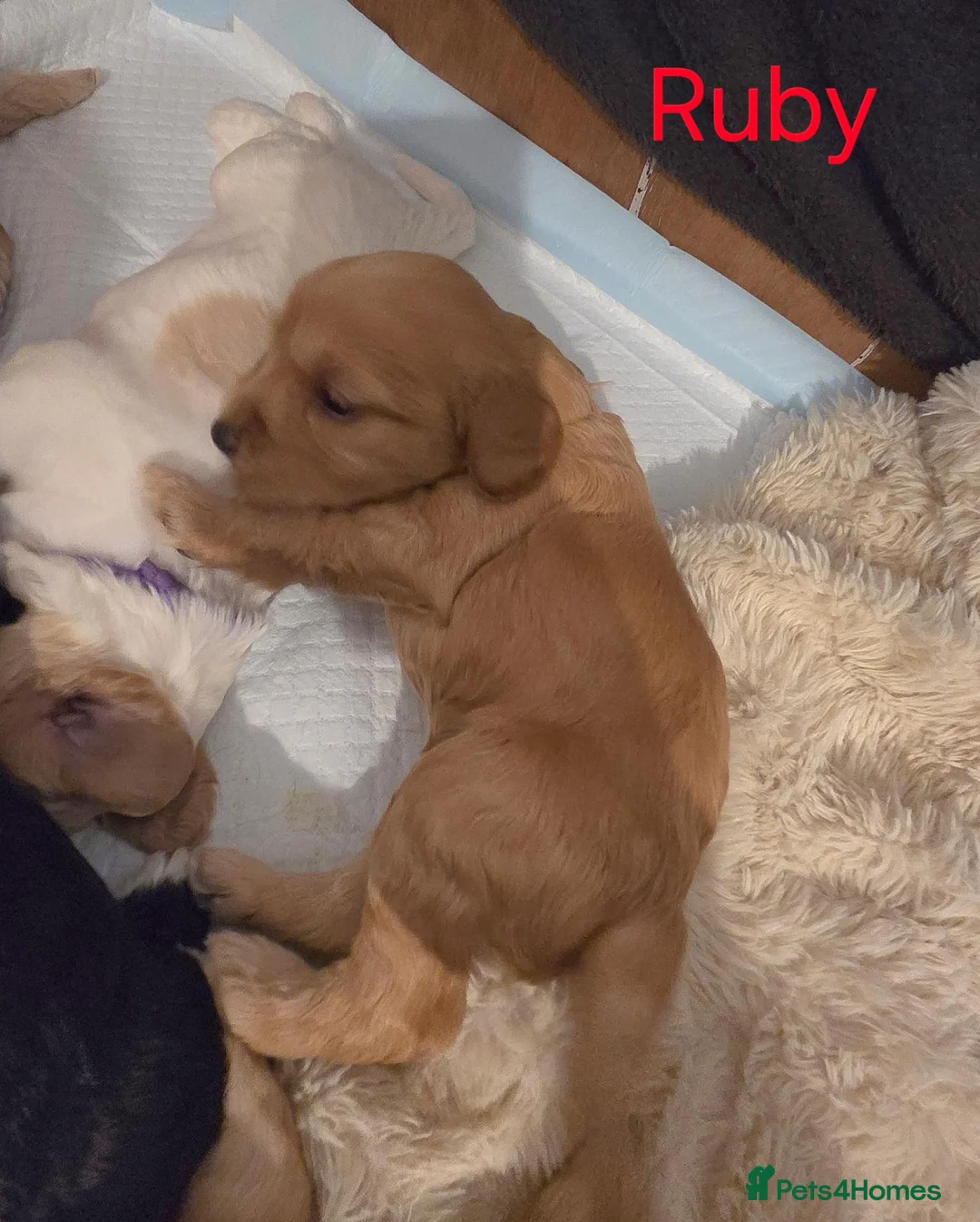 Mixed Breed dogs for sale: 9 Sprocker/Australian labradoodle puppies in Peterhead - Advert 12