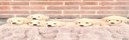 Golden Retriever dogs for sale: 🐾 Gorgeous Golden Retriever Puppies Ready Now 🐾 - Advert 3