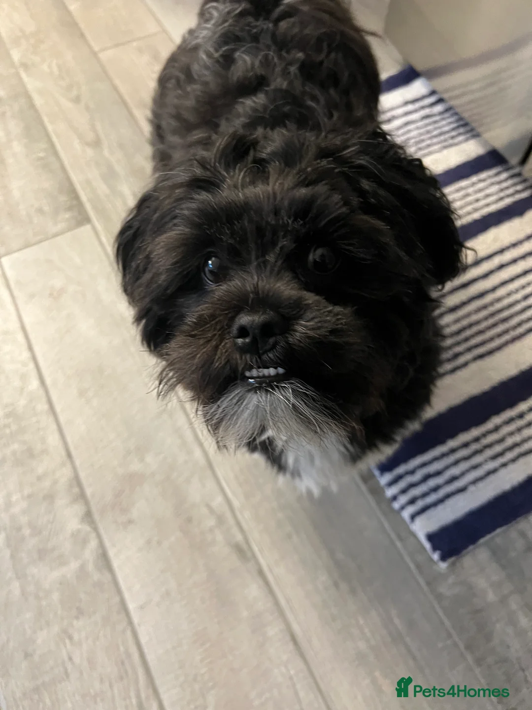 Lhasa Apso dogs for sale: 🐾 Beautiful 1-Year-Old Black Male Lhasa Apso 🐾 - Advert 2