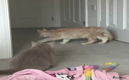 Maine Coon cats for sale: Maine Coone Girl - Image 5