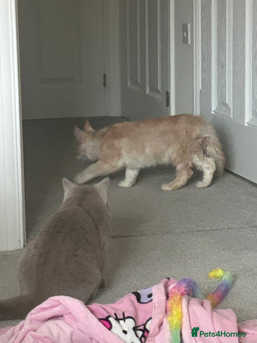 Maine Coon cats for sale: Maine Coone Girl - Image 5