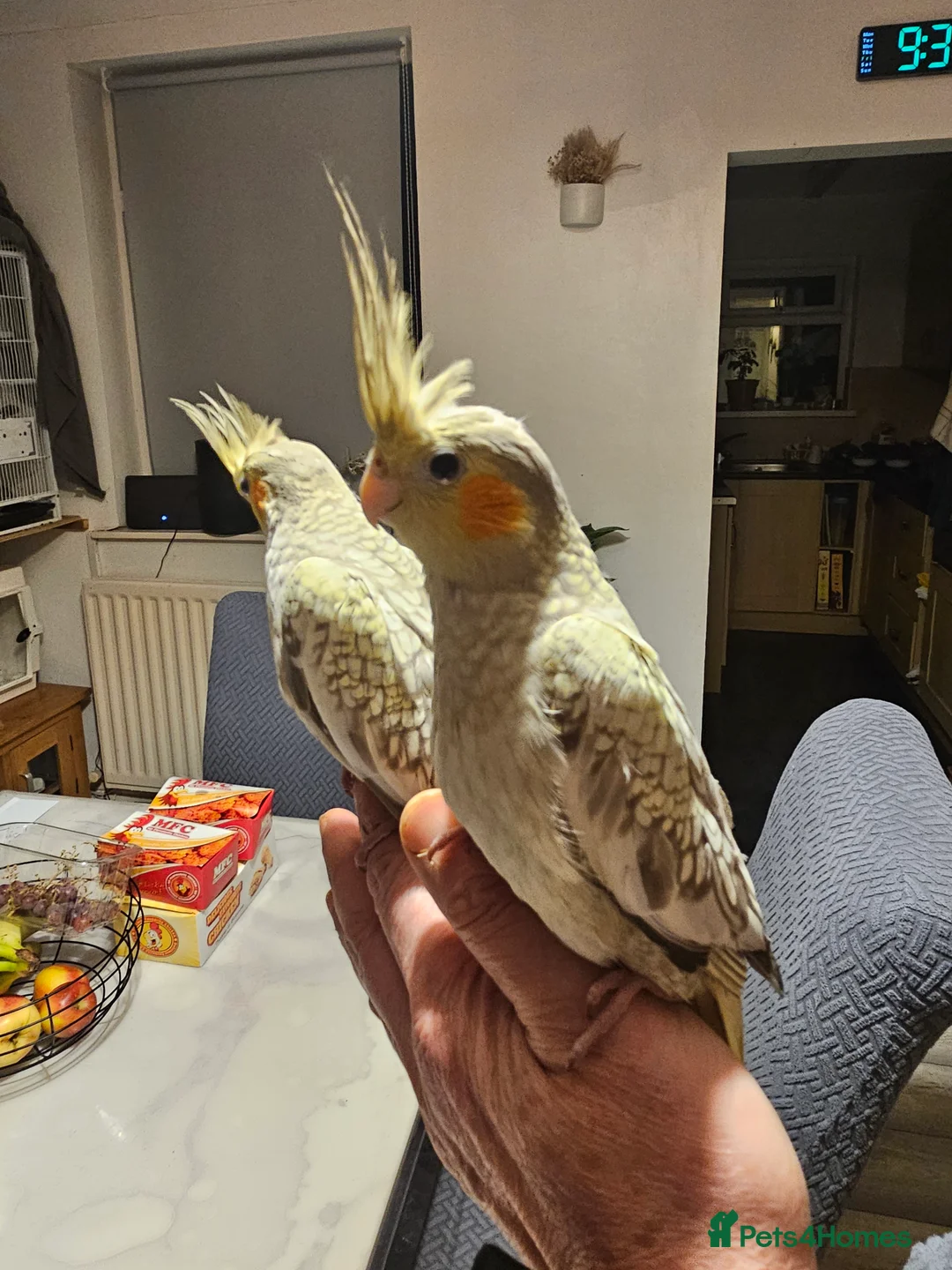 Cockatiels birds for sale: Cockatiel - Advert 2