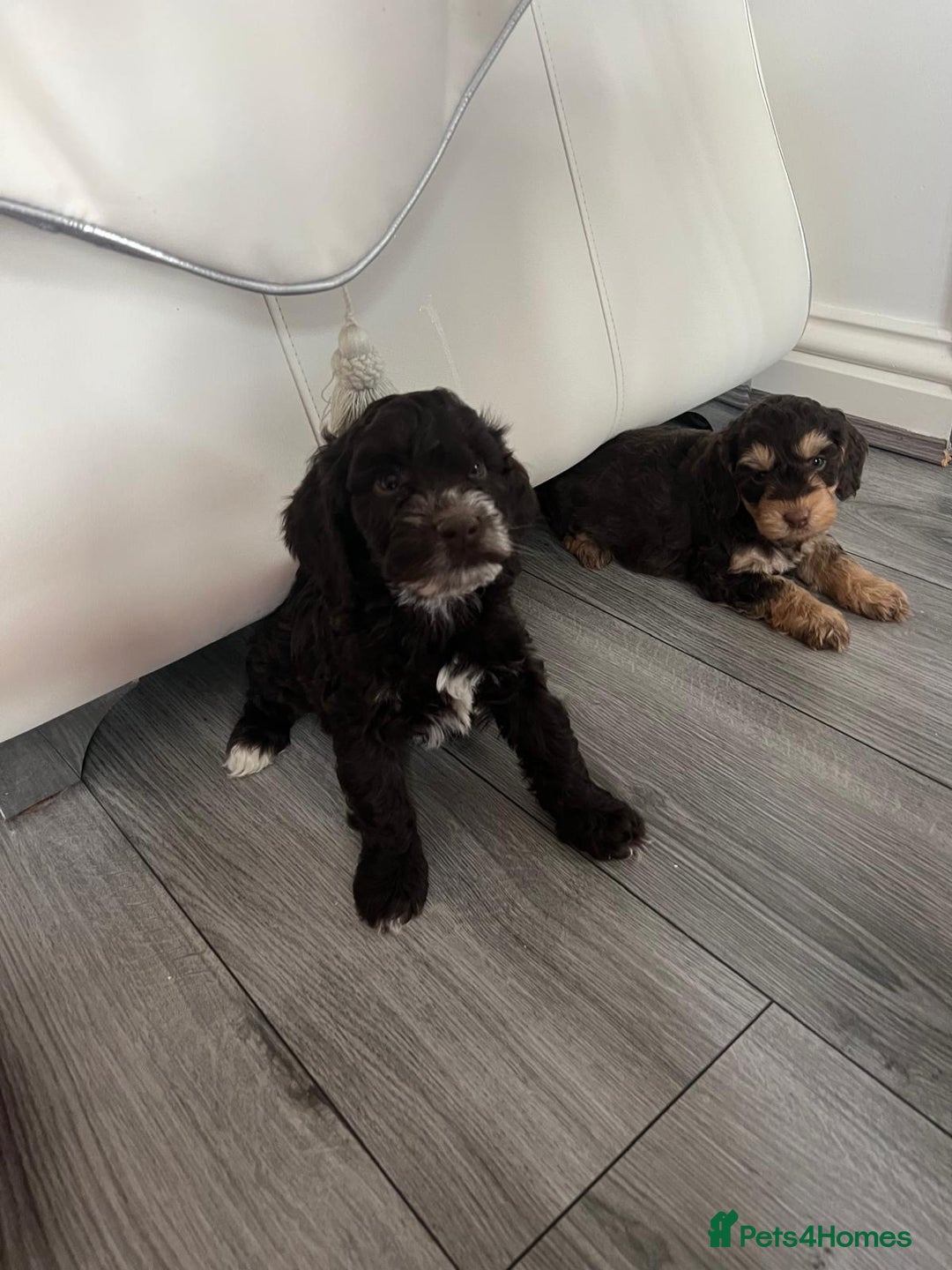 Cockapoo dogs for sale: Cocker poo puppies for sale  - Advert 3