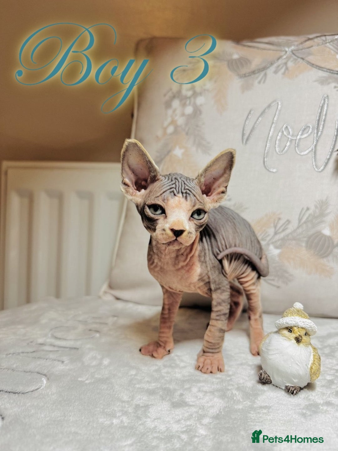 Sphynx cats for sale: Stunning Pedigree Sphynx Kittens - Advert 36
