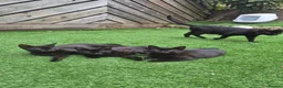 Domestic Shorthair cats for sale: Precious All-Black Kittens Ready for Loving Homes - Advert 2