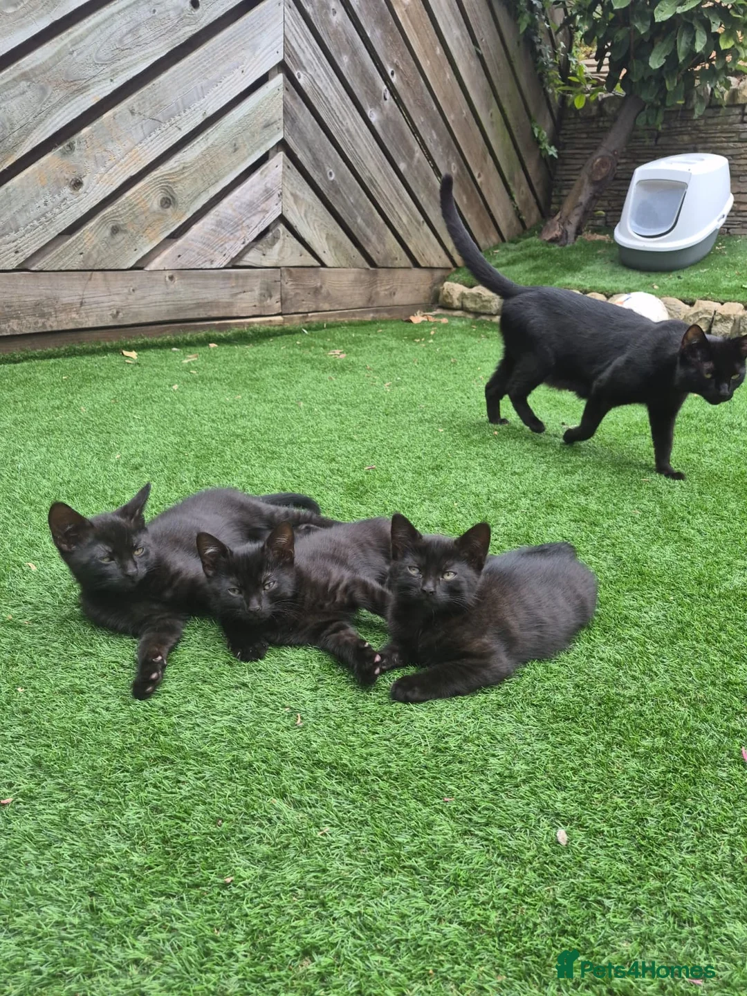 Domestic Shorthair cats for sale: Precious All-Black Kittens Ready for Loving Homes - Advert 2