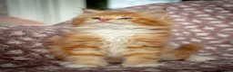 Maine Coon cats for sale: Beautiful Maine Coon Kittens - Advert 36