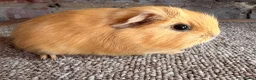 Guinea Pig rodents for sale: Beautiful Buff and Agouti Selfs  - Advert 1
