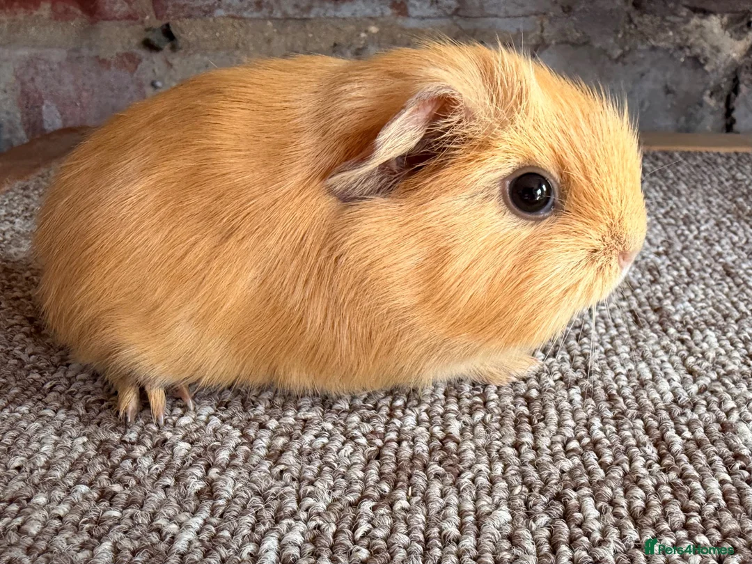 Guinea Pig rodents for sale: Beautiful Buff and Agouti Selfs  - Advert 1